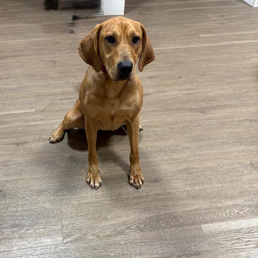 Sassy, Adoptable, Adult Female Mixed Breed.