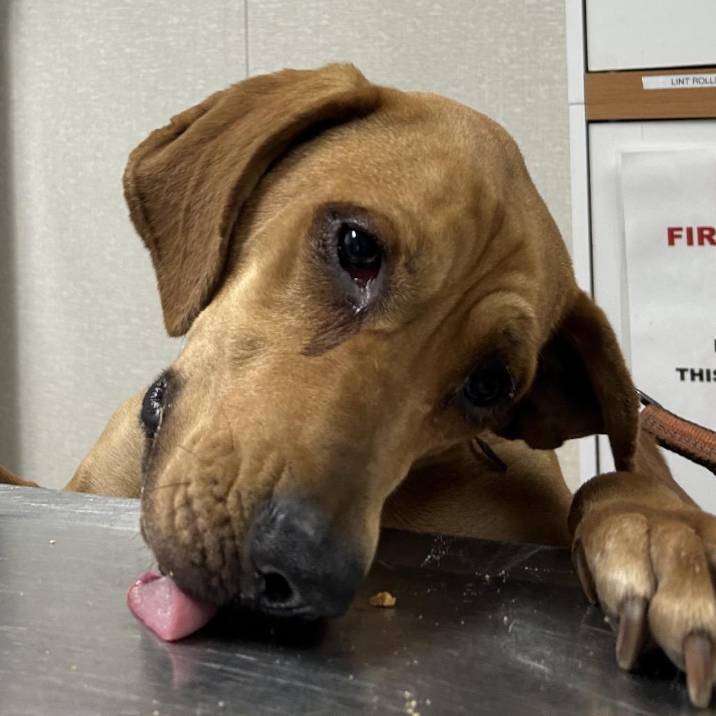 Enlarge Sassy, a Adoptable Mixed Breed in Pensacola, FL image 1/1