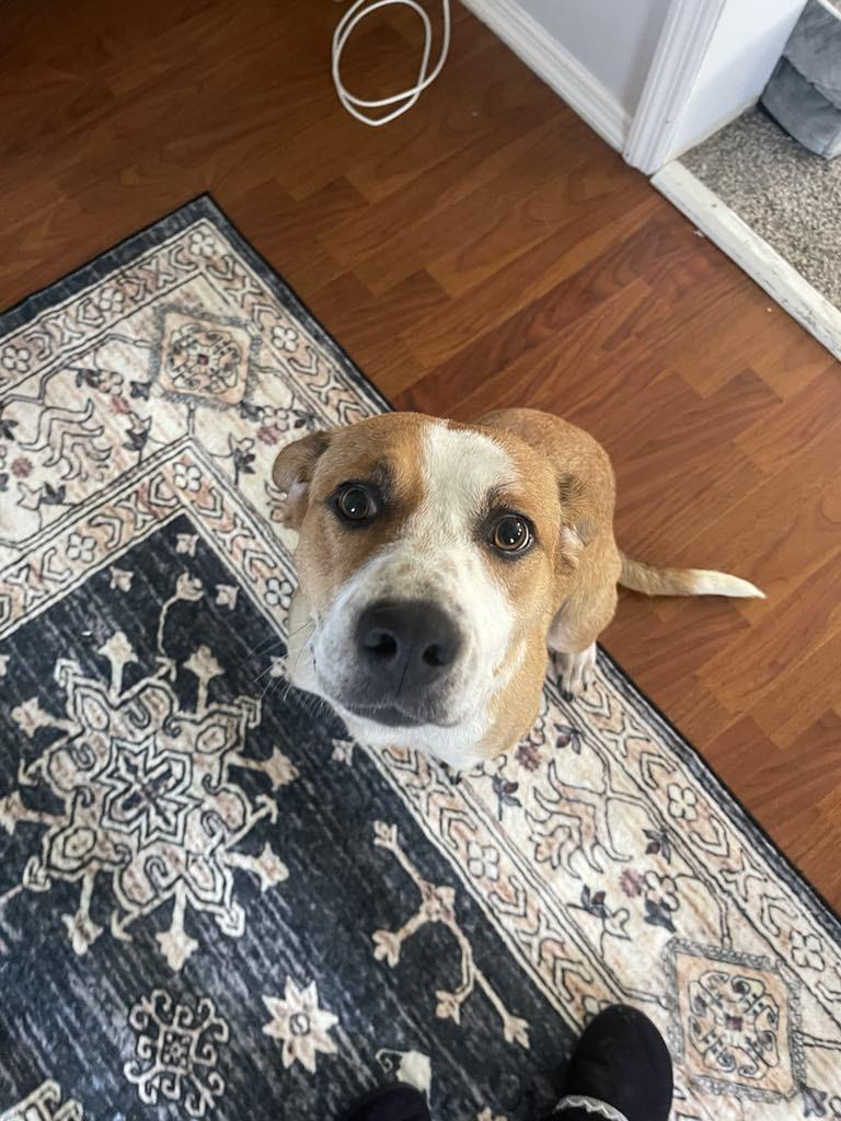 Moana, Adult Female Mixed Breed