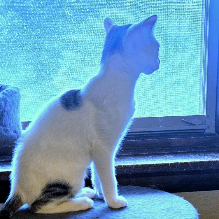 Enlarge Betty White, an adoptable Domestic Short Hair in Pittsburgh, PA image 5/5