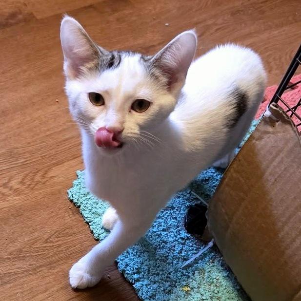 Enlarge Betty White, an adoptable Domestic Short Hair in Pittsburgh, PA image 4/5