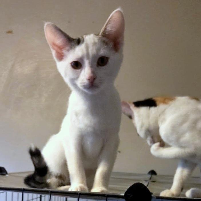 Enlarge Betty White, an adoptable Domestic Short Hair in Pittsburgh, PA image 2/5
