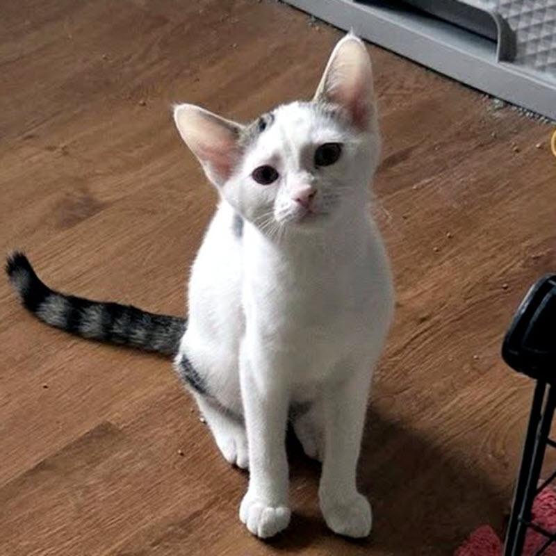Enlarge Betty White, an adoptable Domestic Short Hair in Pittsburgh, PA image 1/5