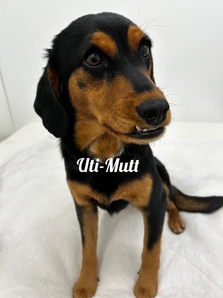 Enlarge Ulti-Mutt, a Adoptable mixed breed in Jacksonville, IL image 1/1