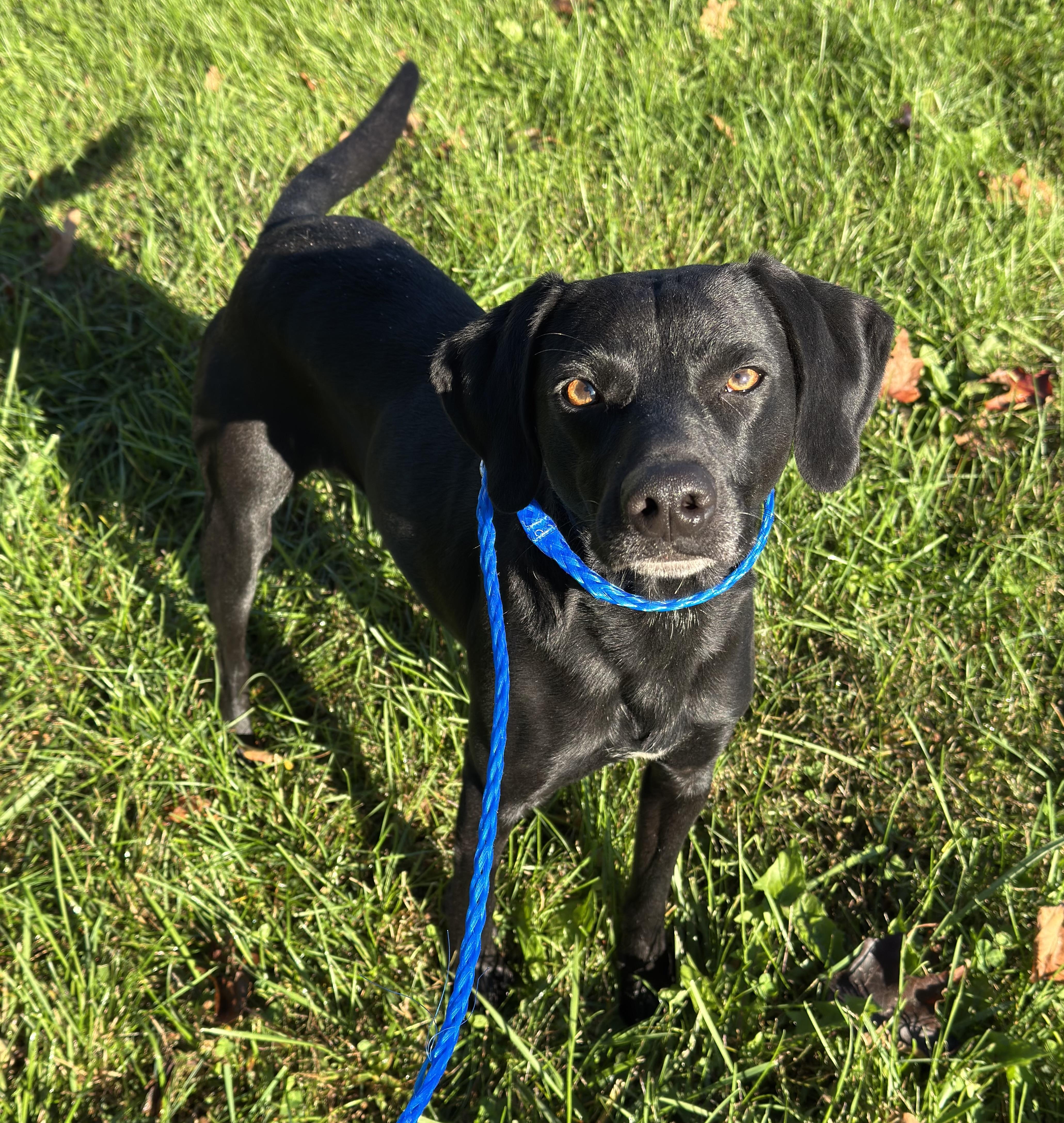 Flit, a Adoptable Mixed Breed image 2/2