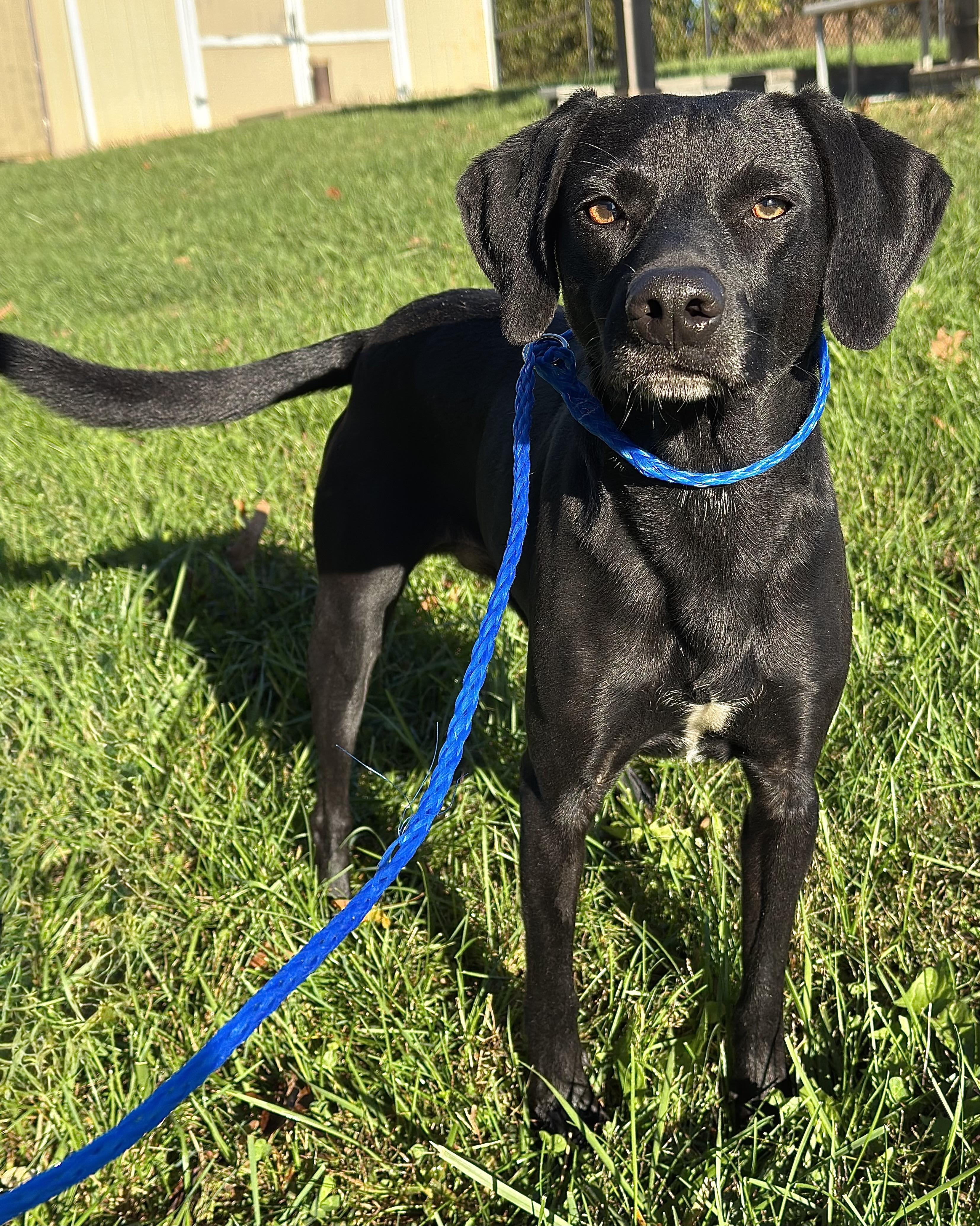 Flit, Adoptable, Adult Male Mixed Breed.