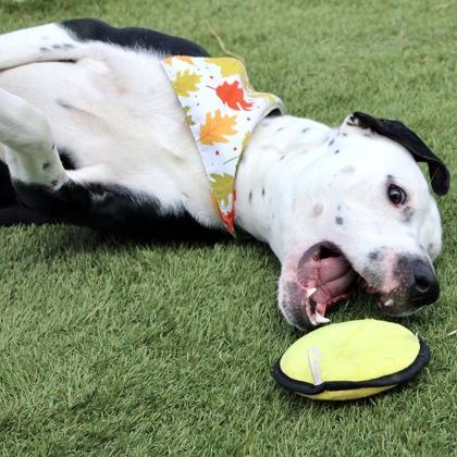 Ozzie, Adoptable, Adult Male Terrier & Mixed Breed.