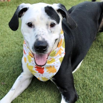 Ozzie, Adoptable, Adult Male Terrier & Mixed Breed.