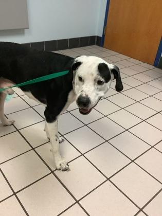 Ozzie, a Adoptable mixed breed in Largo, FL image 3/3