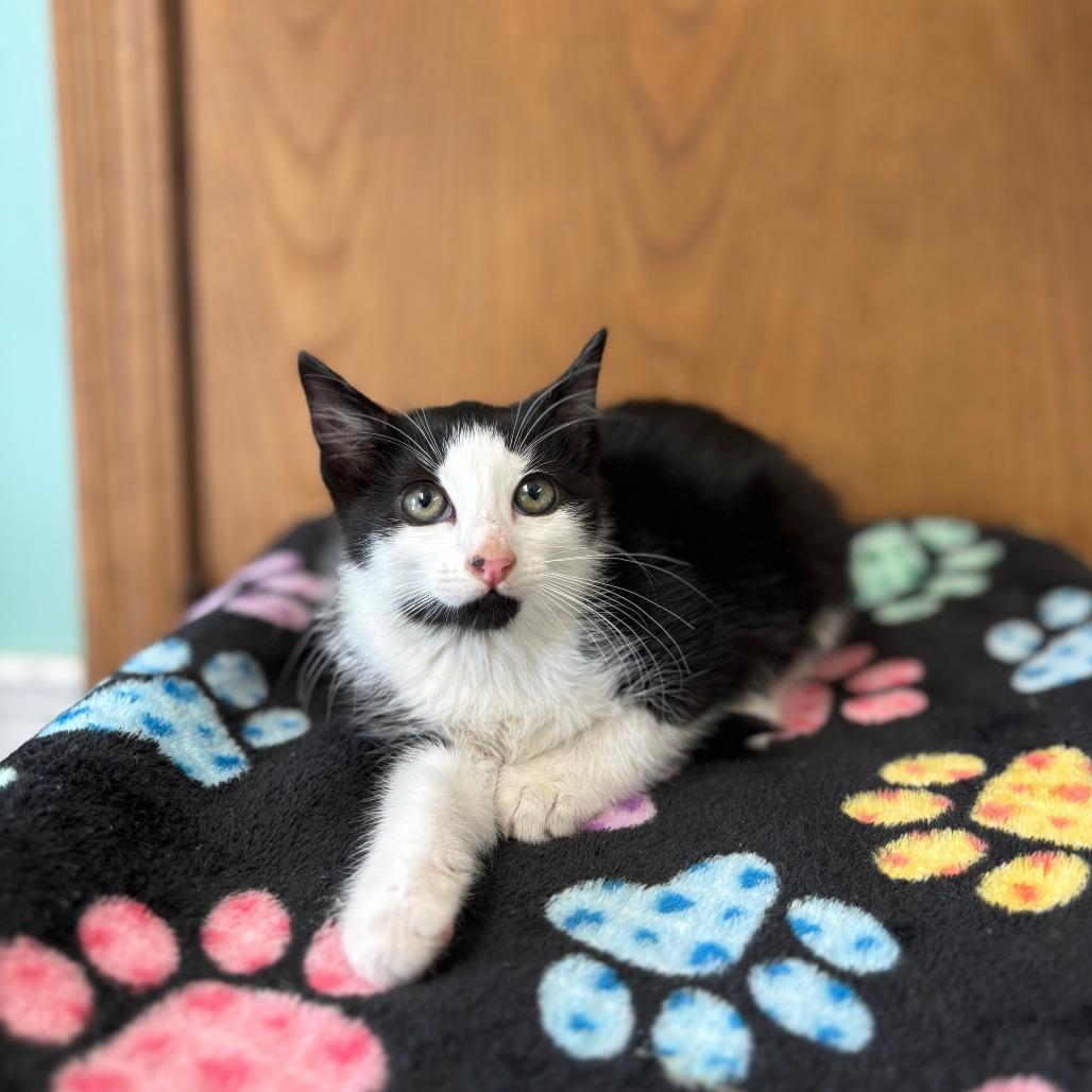 Auri--In Foster, Adoptable, Kitten Female Domestic Short Hair.