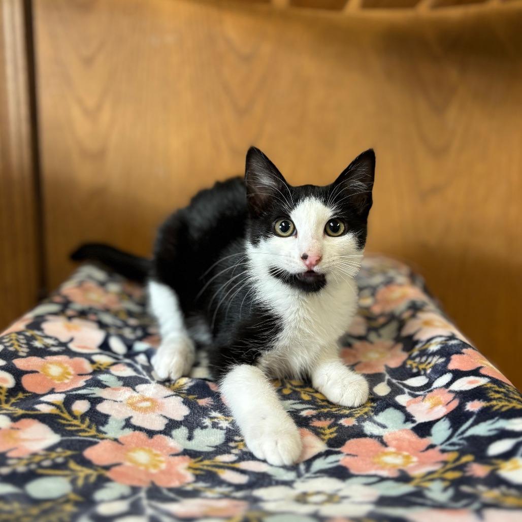 Enlarge Auri--In Foster, a Adoptable Domestic Short Hair in Fargo, ND image 2/6