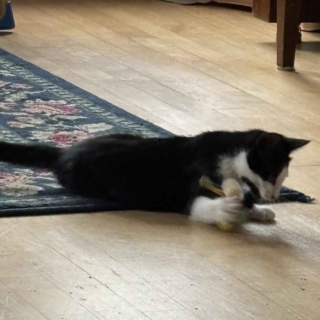 Enlarge Auri--In Foster, a Adoptable Domestic Short Hair in Fargo, ND image 3/6