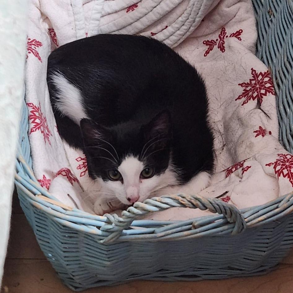 Enlarge Auri--In Foster, a Adoptable Domestic Short Hair in Fargo, ND image 4/6