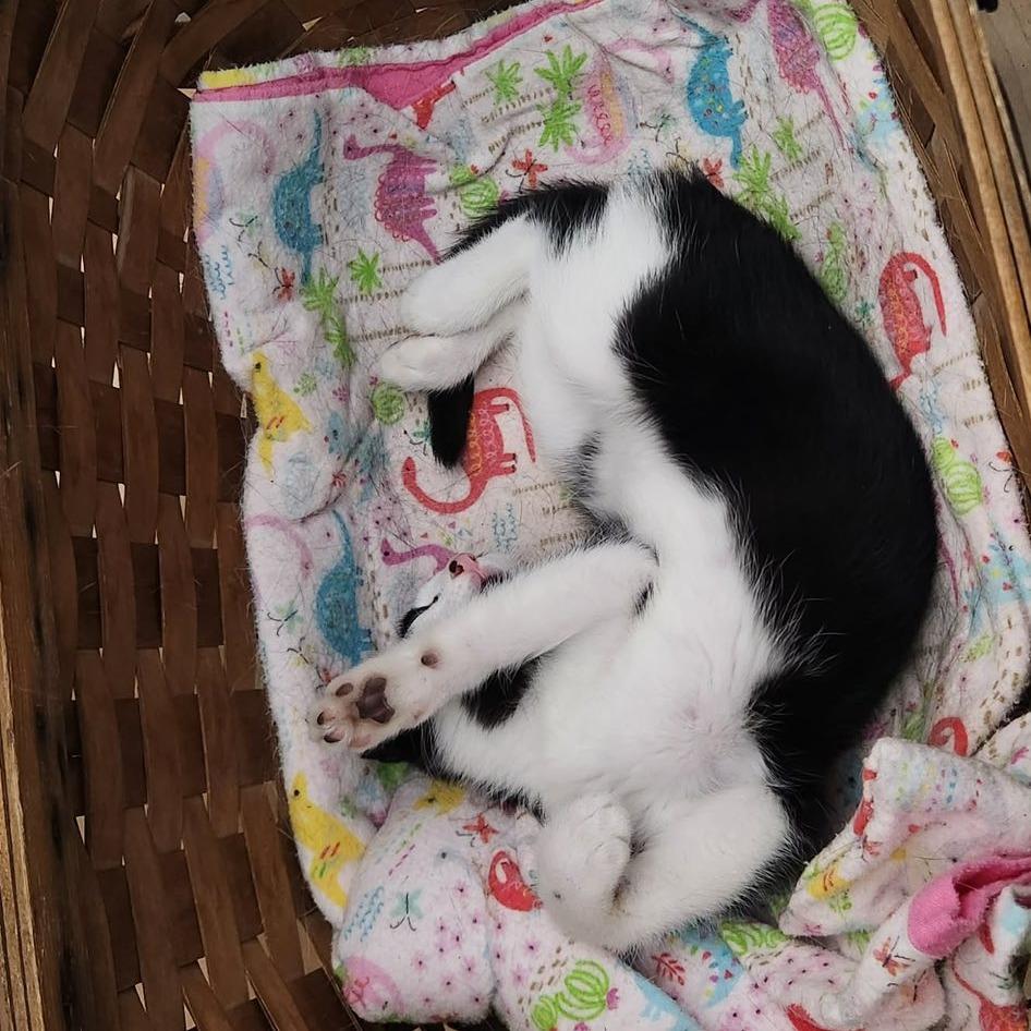 Enlarge Auri--In Foster, a Adoptable Domestic Short Hair in Fargo, ND image 5/6