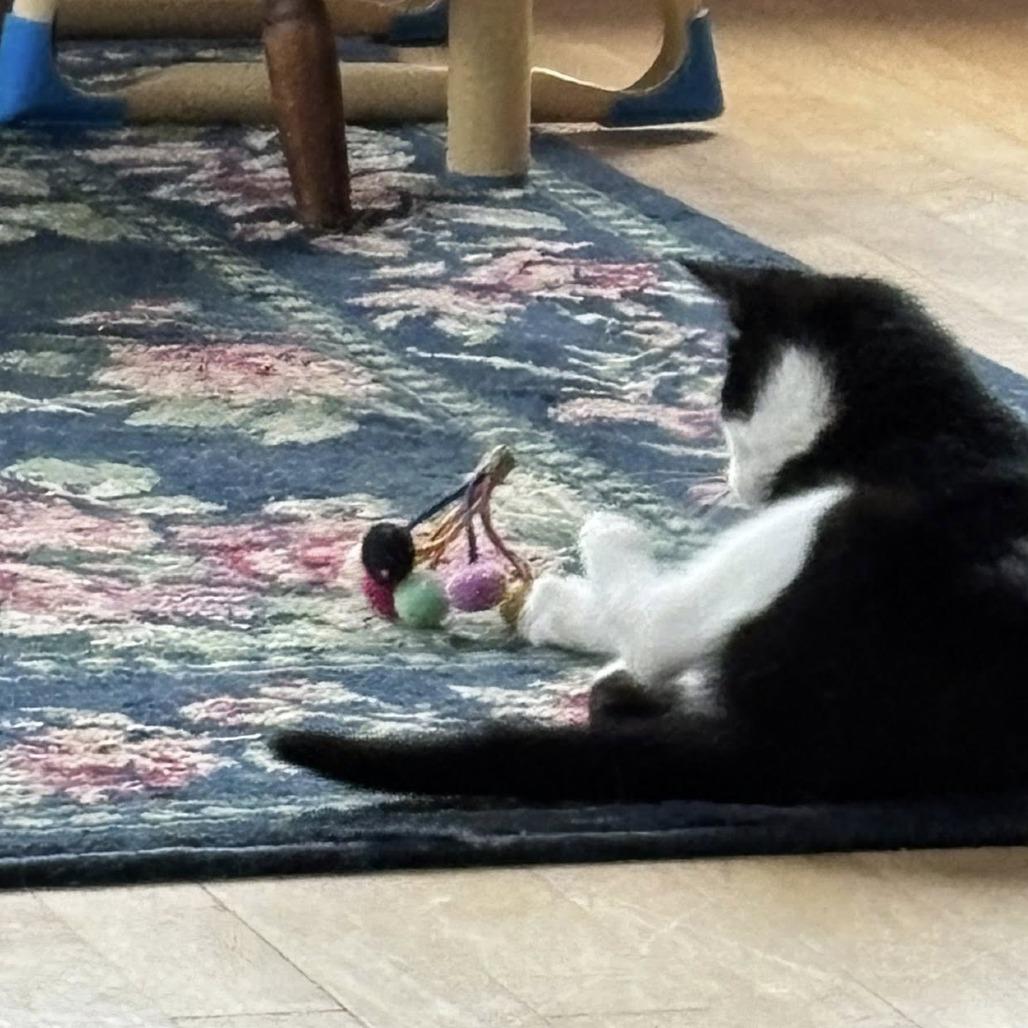 Enlarge Auri--In Foster, a Adoptable Domestic Short Hair in Fargo, ND image 6/6