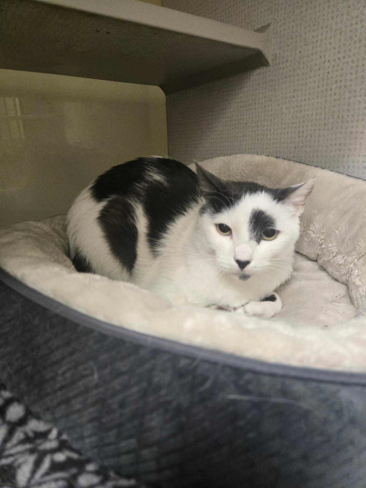 Enlarge Lavender Lemon, a Adoptable Domestic Short Hair in Huntington Beach, CA image 1/3