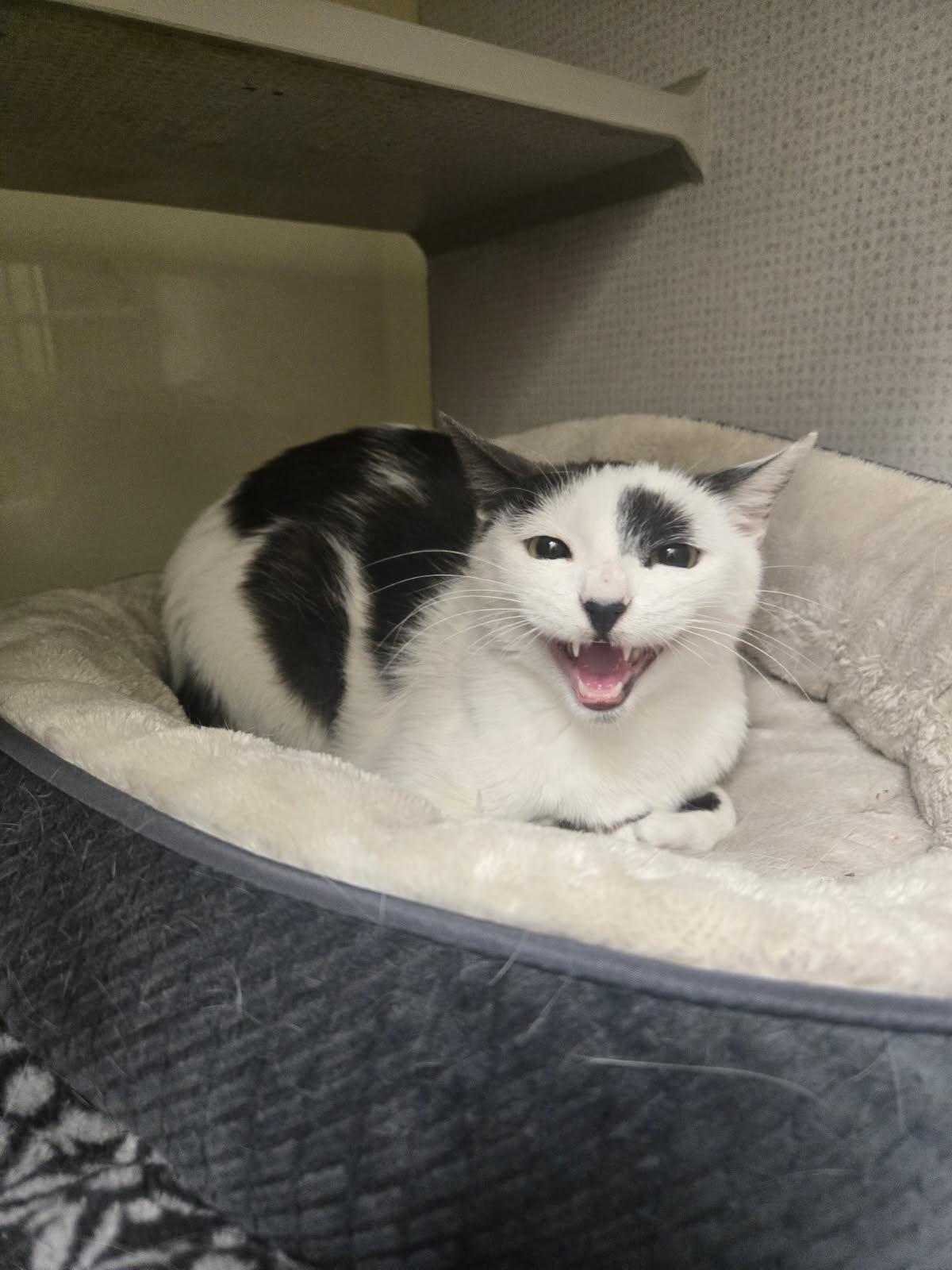 Lavender Lemon, Adoptable, Young Female Domestic Short Hair.