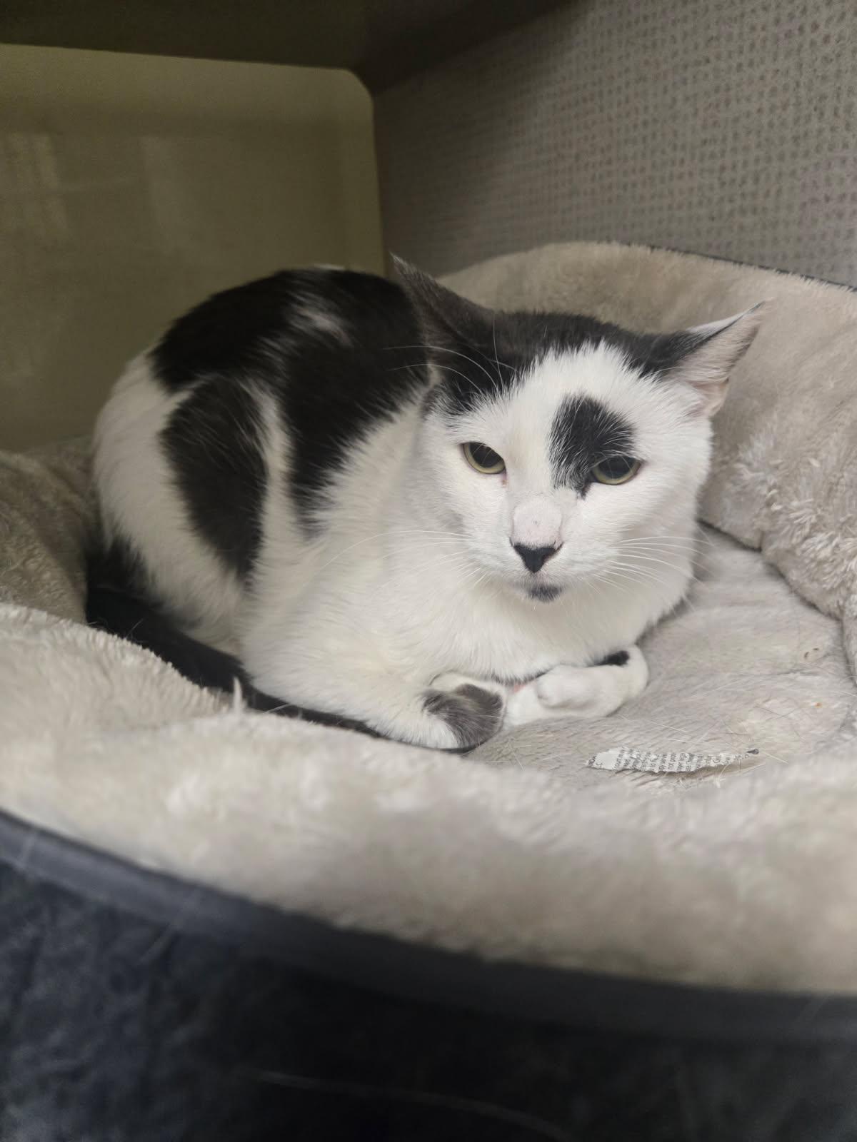 Enlarge Lavender Lemon, a Adoptable Domestic Short Hair in Huntington Beach, CA image 3/3