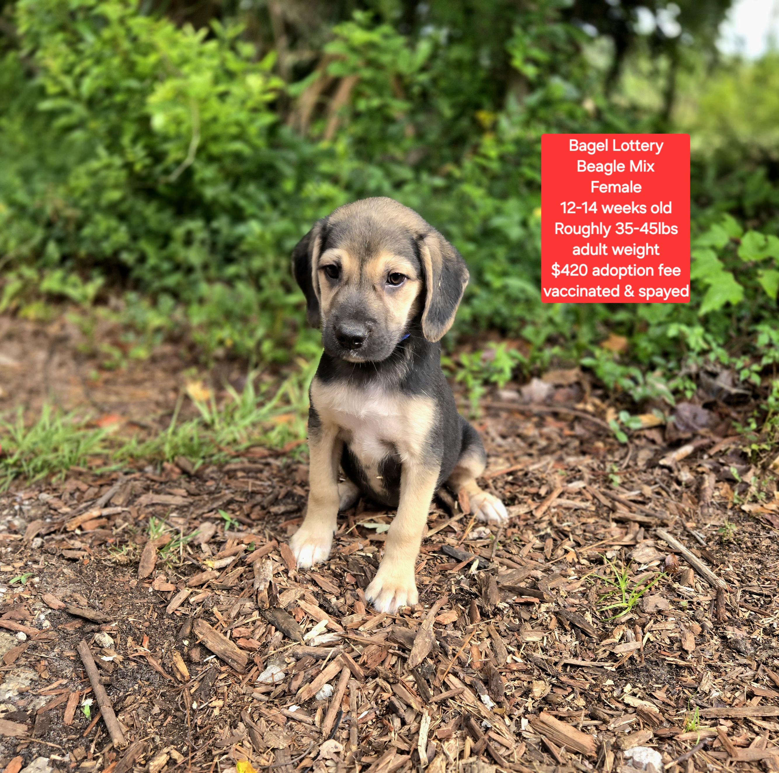 Bagel Lottery, ADOPTABLE, Puppy Female Beagle.