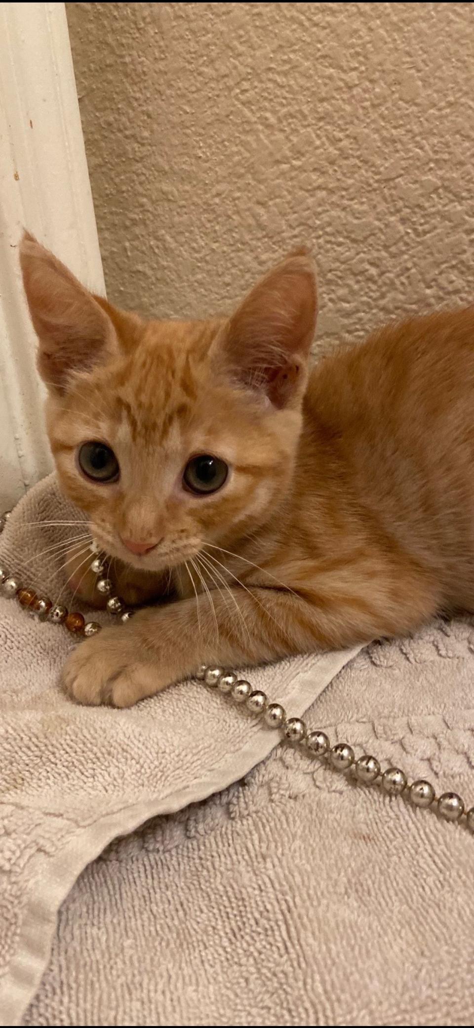 Queso, Adoptable, Young Female Domestic Short Hair.