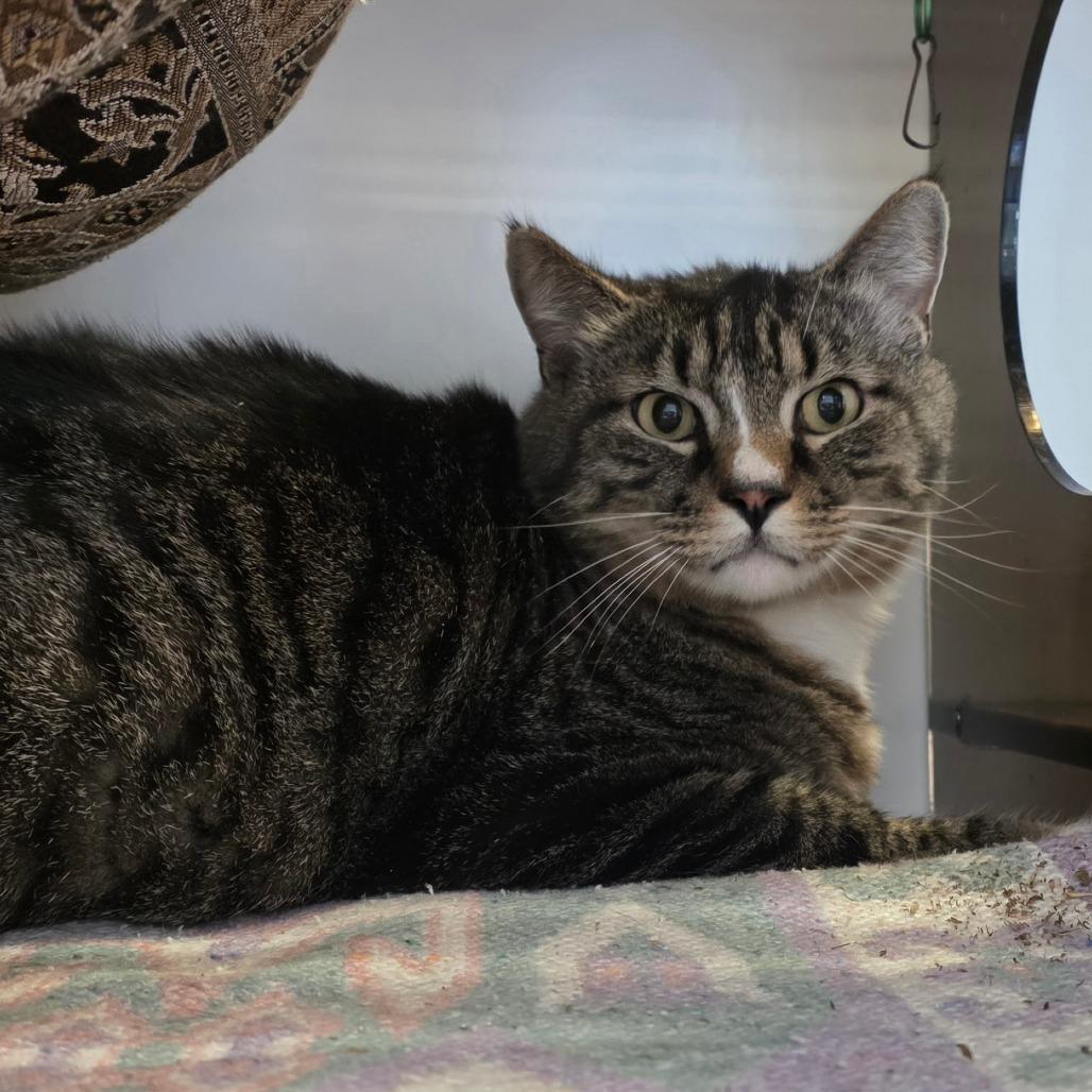 Big Tom, a Adoptable Domestic Short Hair in Park City, UT image 1/4