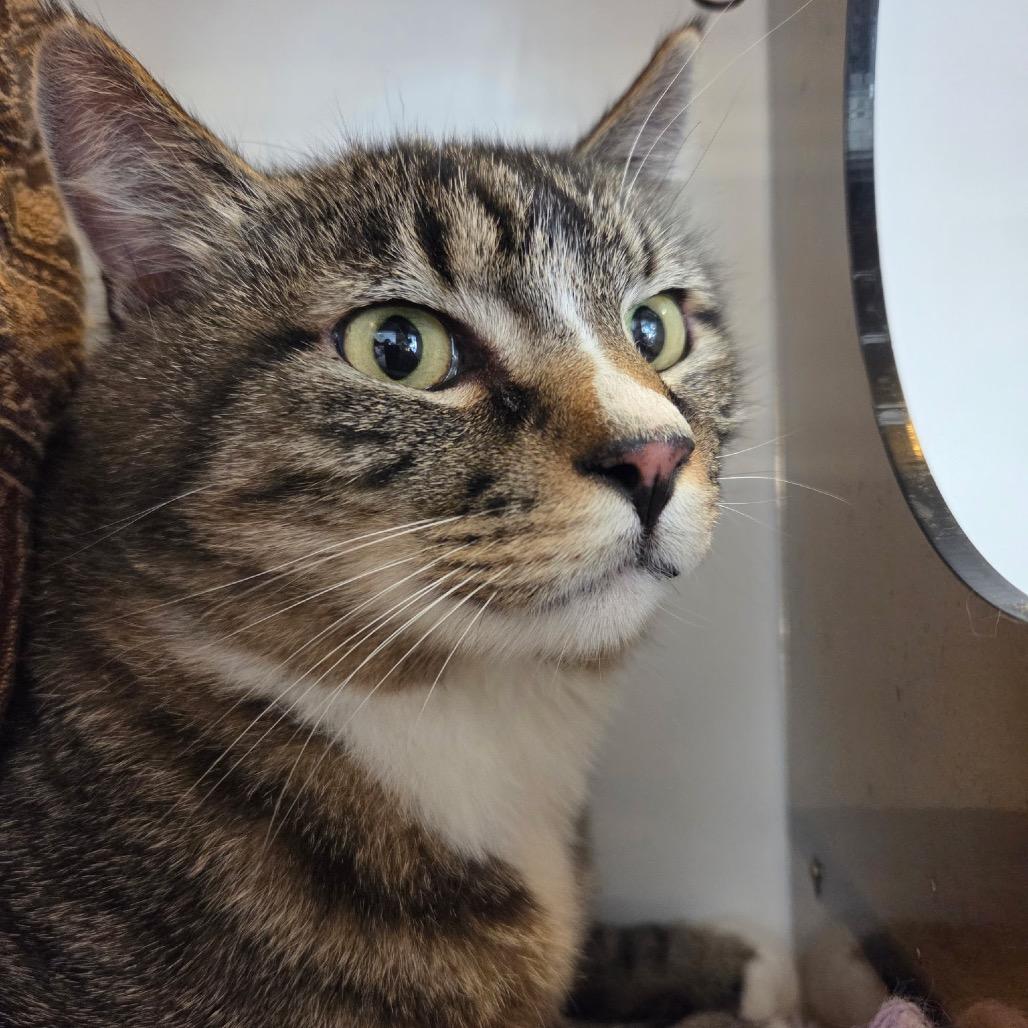 Big Tom, a Adoptable Domestic Short Hair in Park City, UT image 2/4