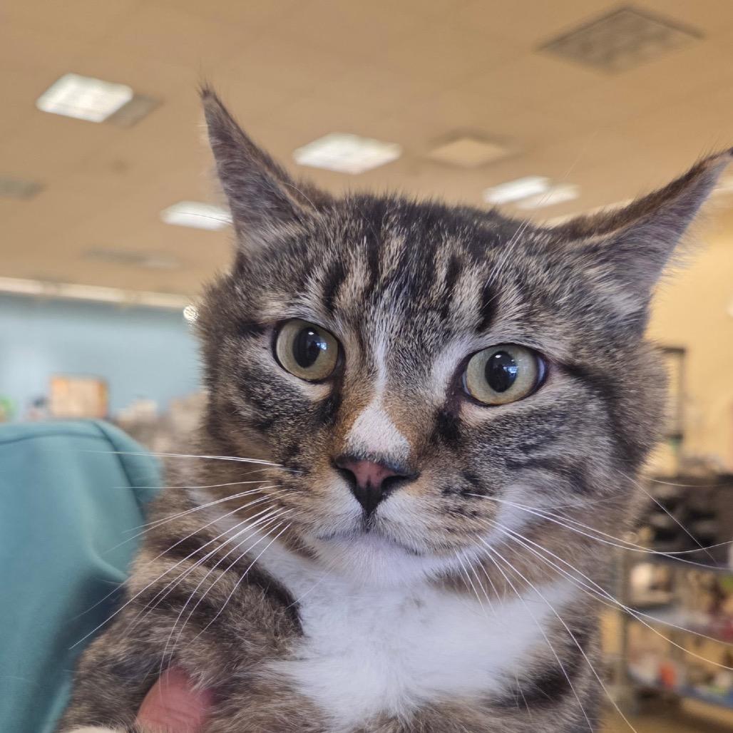 Big Tom, a Adoptable Domestic Short Hair in Park City, UT image 3/4