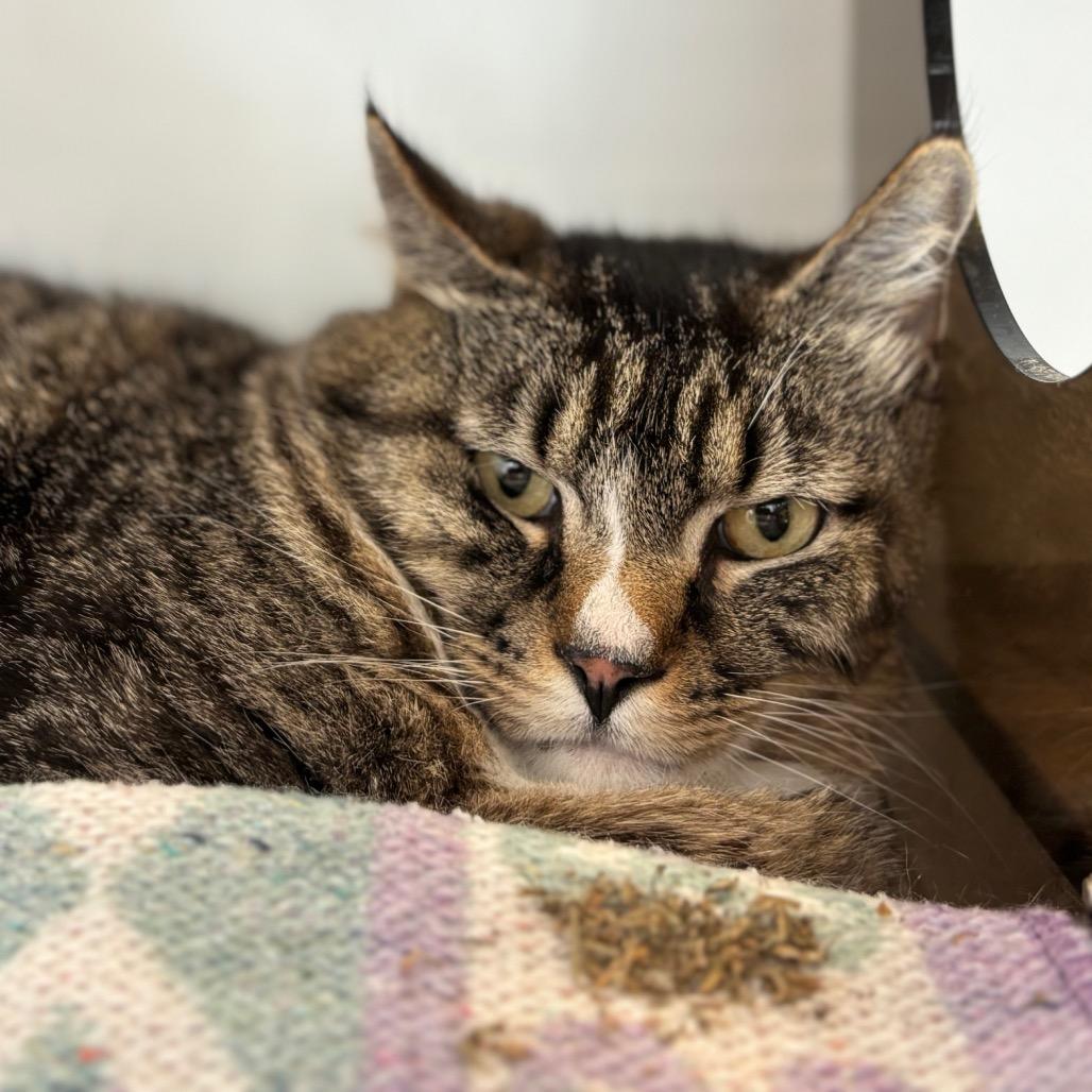 Big Tom, a Adoptable Domestic Short Hair in Park City, UT image 4/4