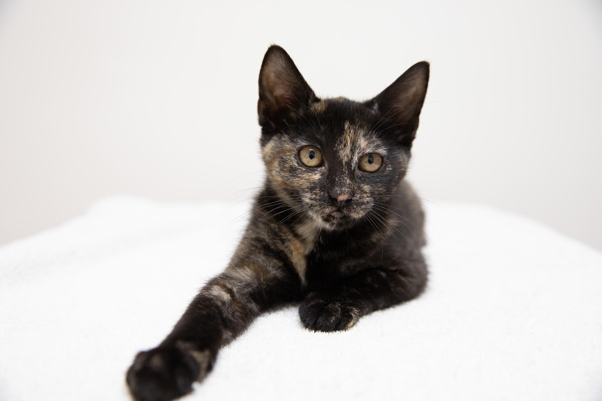 Tatiana, a Adoptable Domestic Short Hair in Montclair, NJ image 6/6