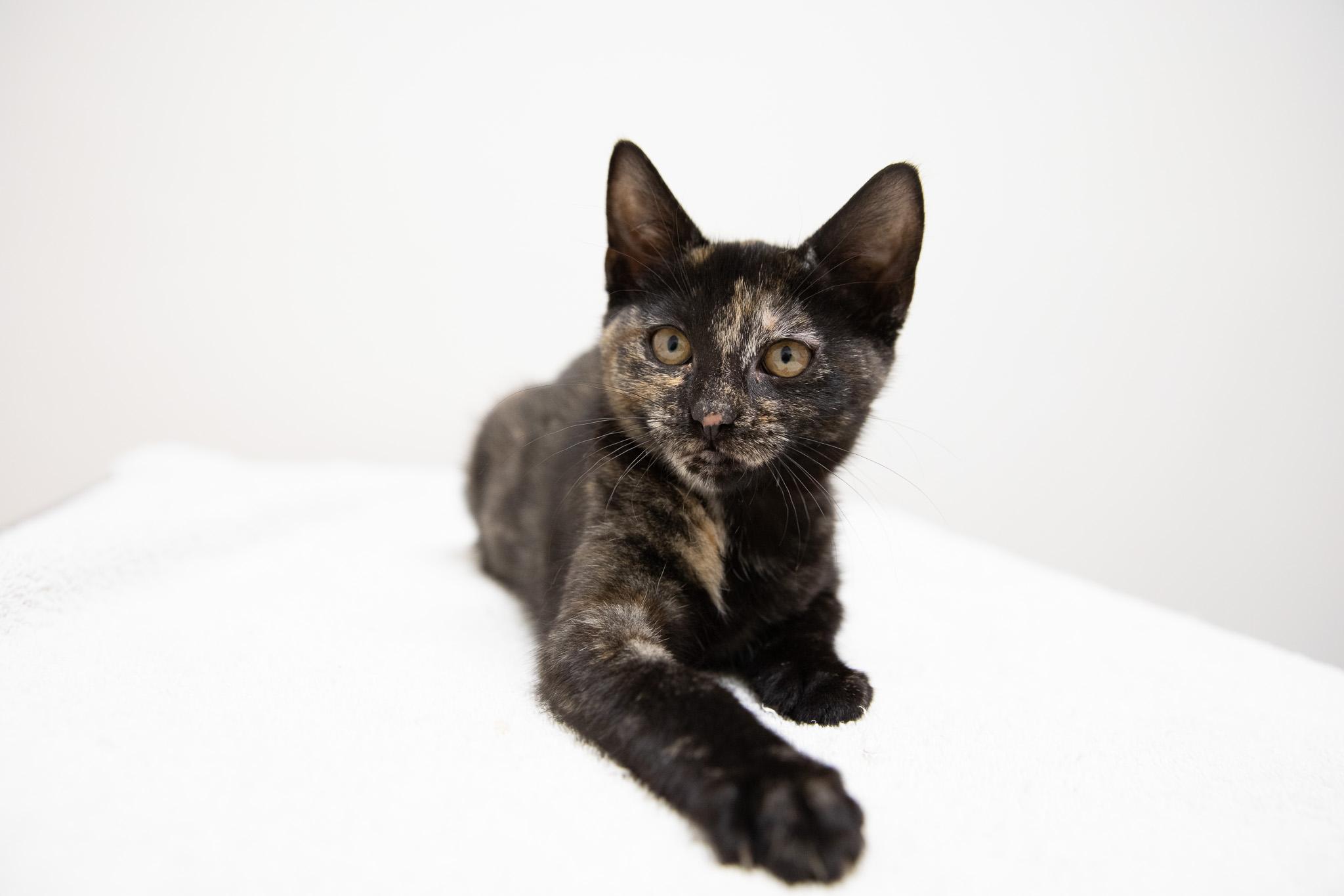 Tatiana, a Adoptable Domestic Short Hair in Montclair, NJ image 4/6