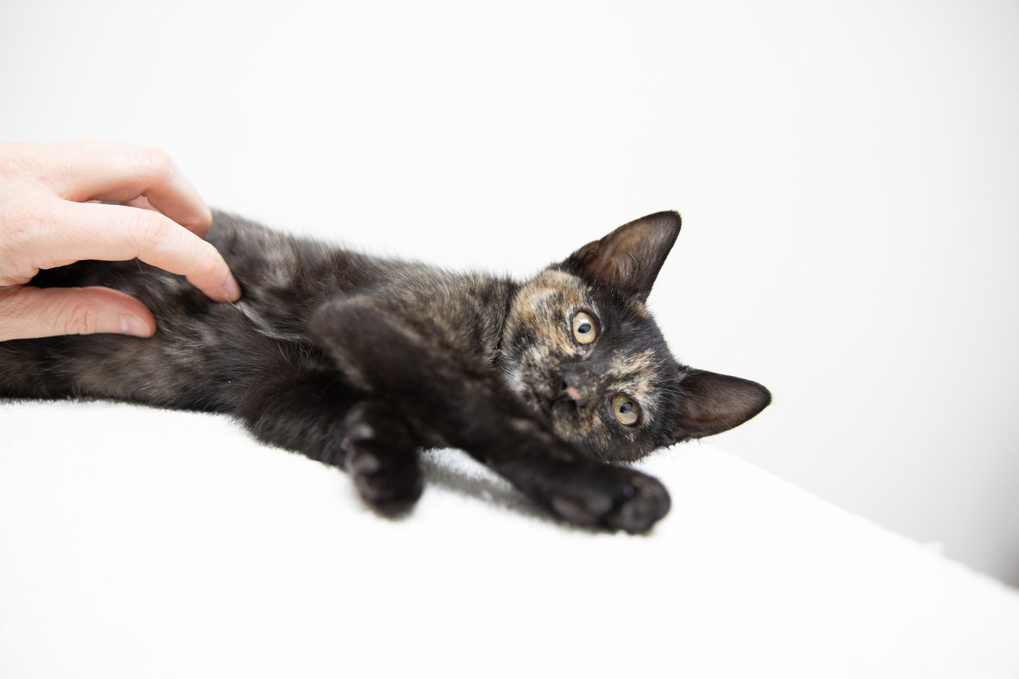 Tatiana, a Adoptable Domestic Short Hair in Montclair, NJ image 5/6