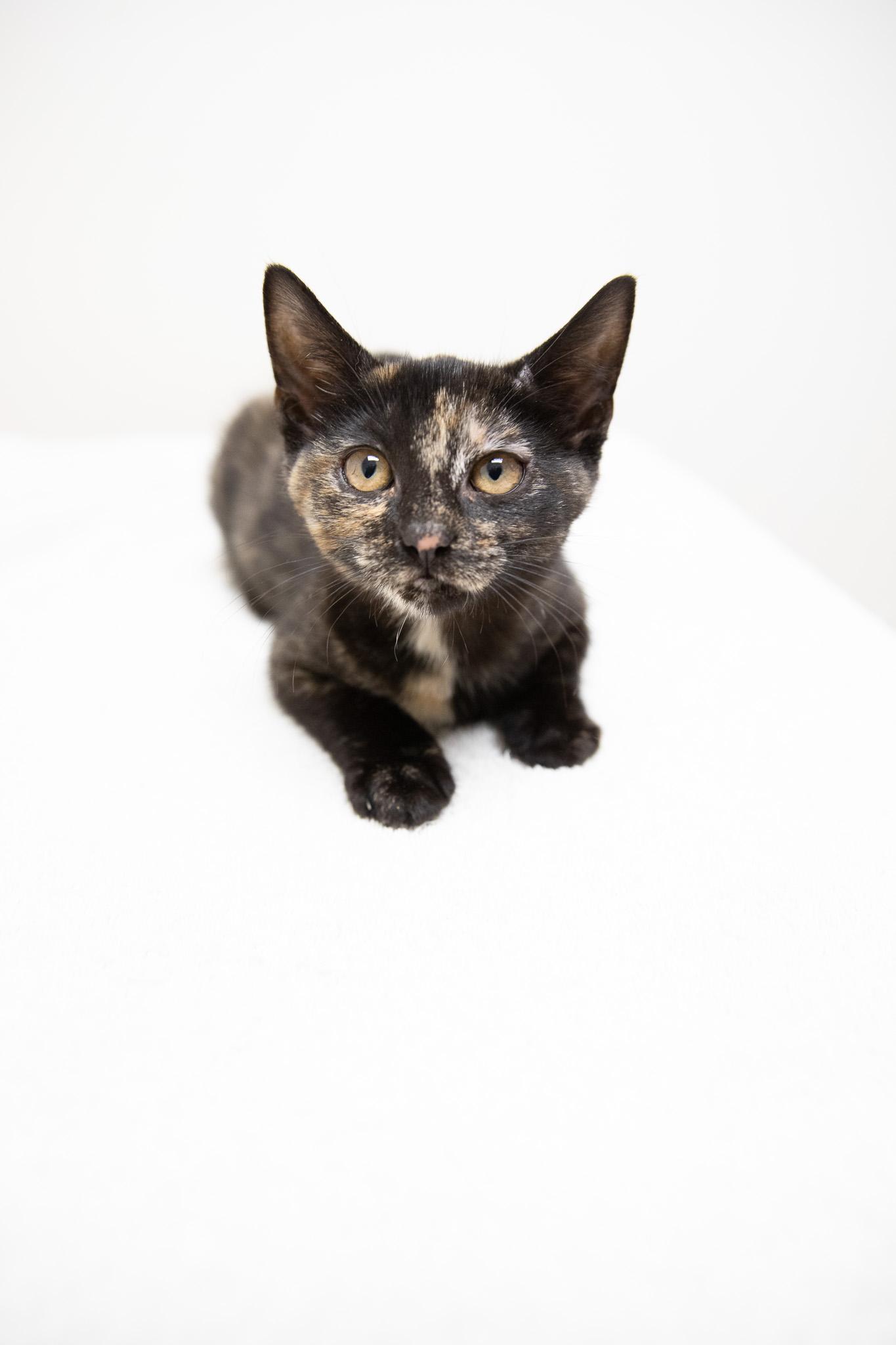 Tatiana, a Adoptable Domestic Short Hair in Montclair, NJ image 1/6