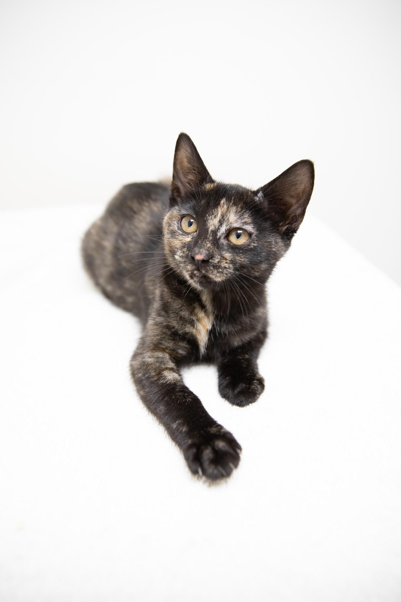 Tatiana, a Adoptable Domestic Short Hair in Montclair, NJ image 3/6