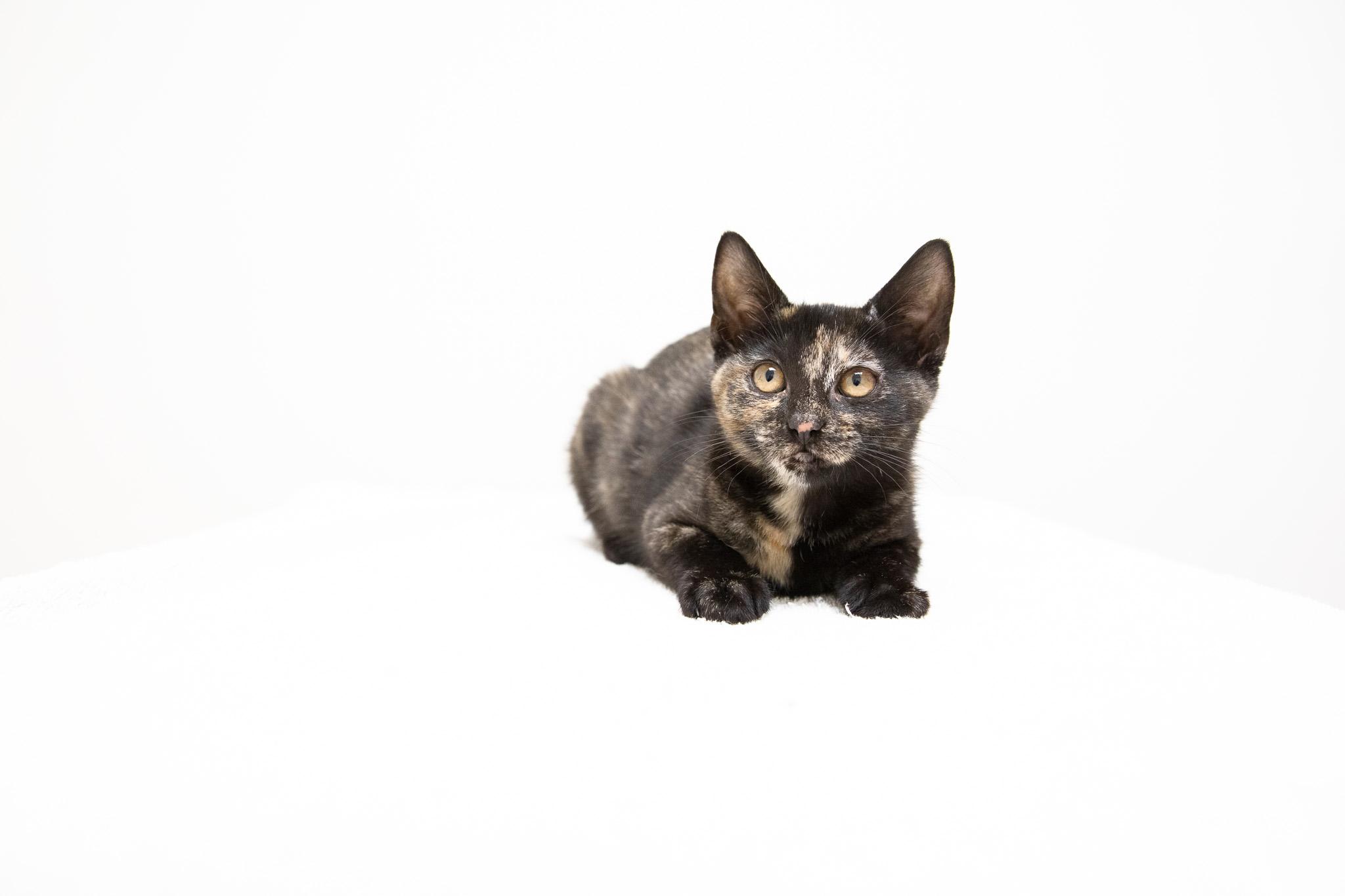Tatiana, a Adoptable Domestic Short Hair in Montclair, NJ image 2/6