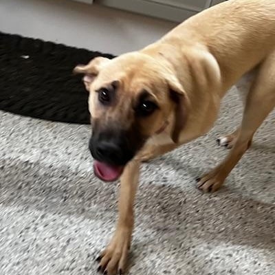 Daisy Mae, Young Female Hound