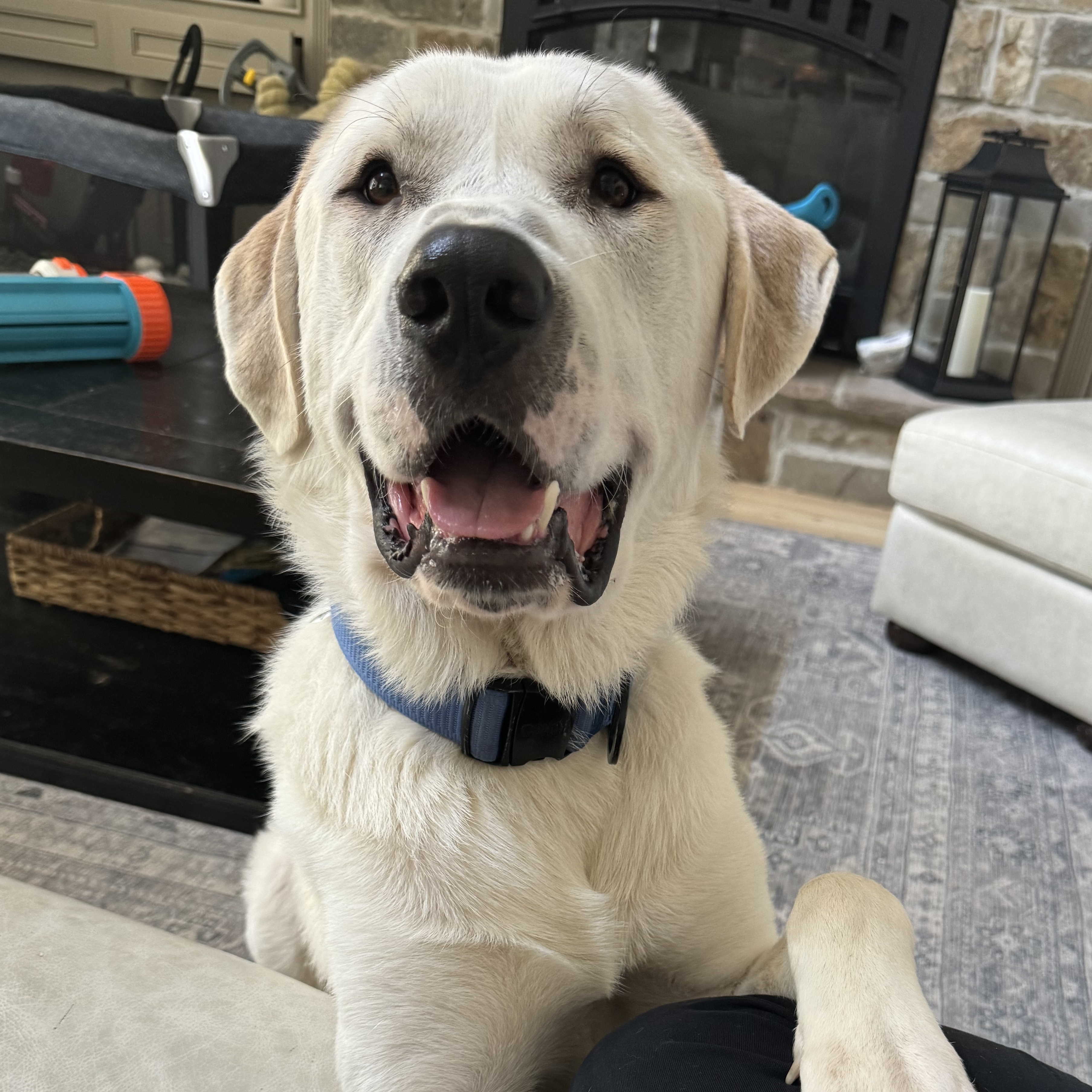 Enlarge Maverick, a Adopted mixed breed in magnolia, TX image 1/6