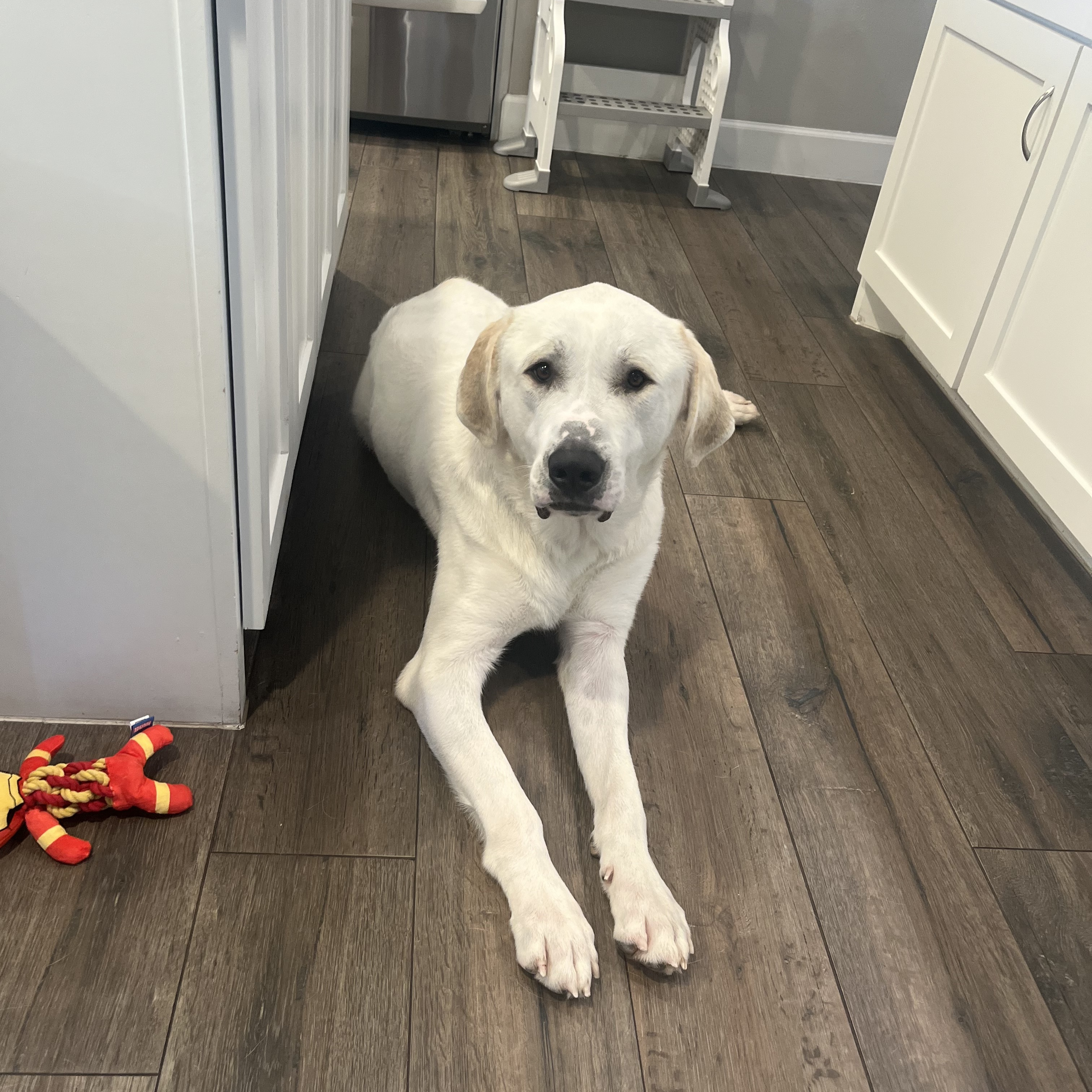 Enlarge Maverick, a Adopted mixed breed in magnolia, TX image 5/6