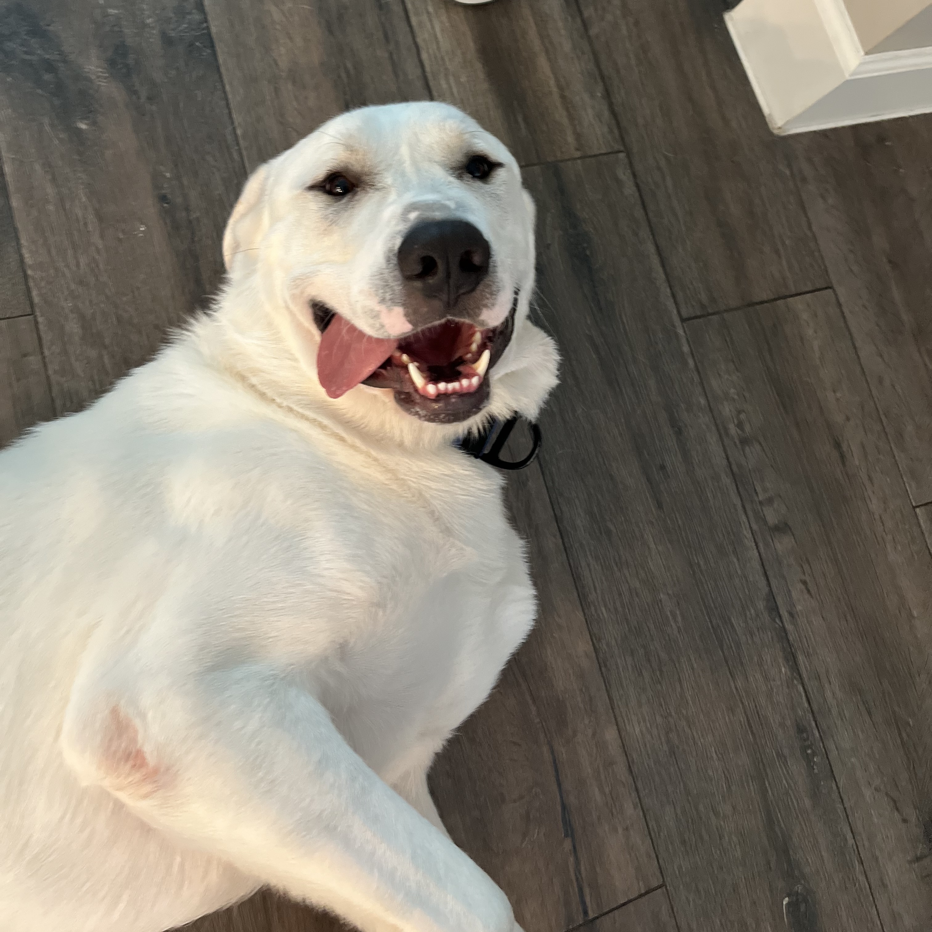 Enlarge Maverick, a Adopted mixed breed in magnolia, TX image 2/6