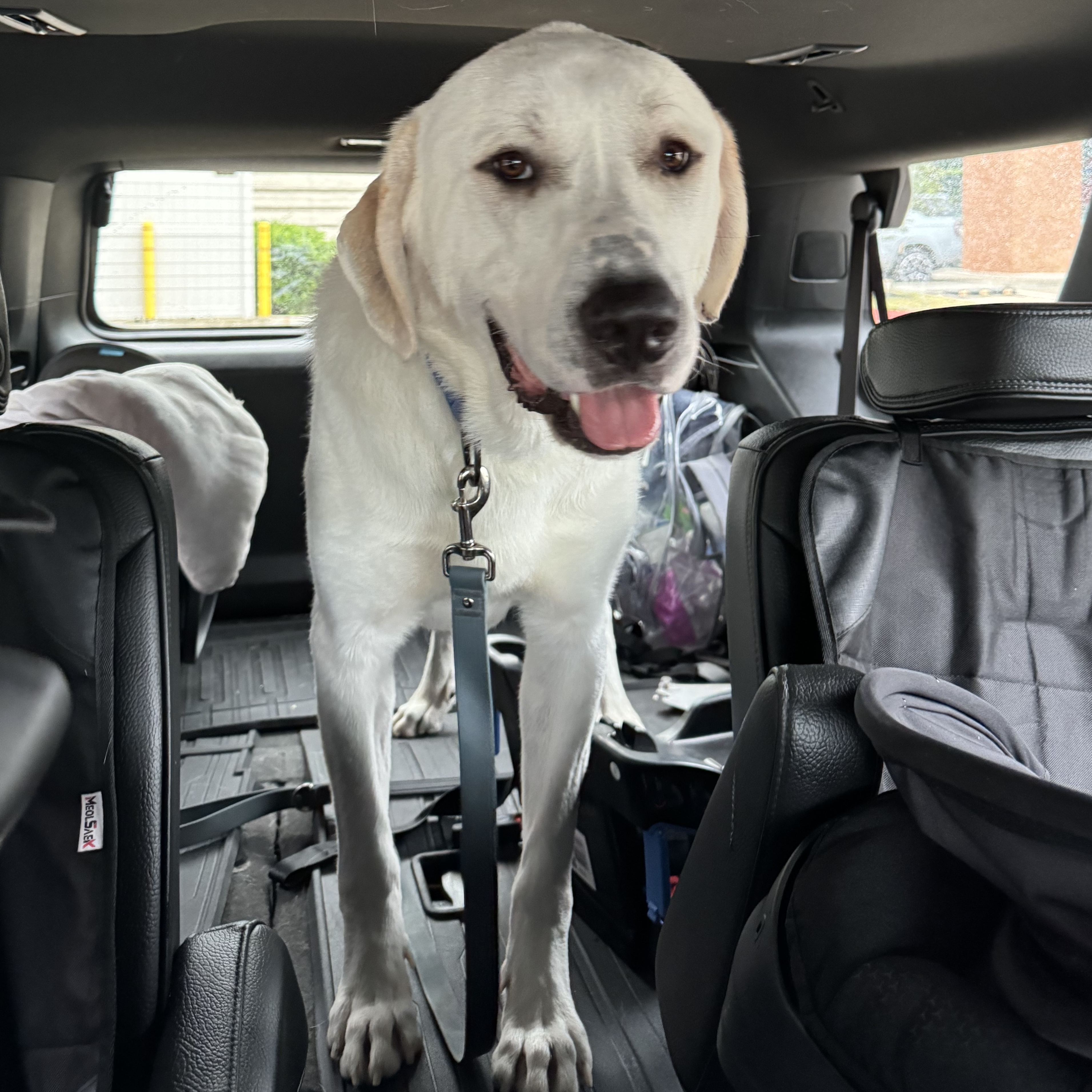 Enlarge Maverick, a Adopted mixed breed in magnolia, TX image 4/6