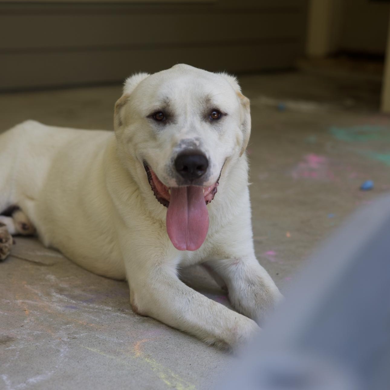 Enlarge Maverick, a Adopted mixed breed in magnolia, TX image 6/6