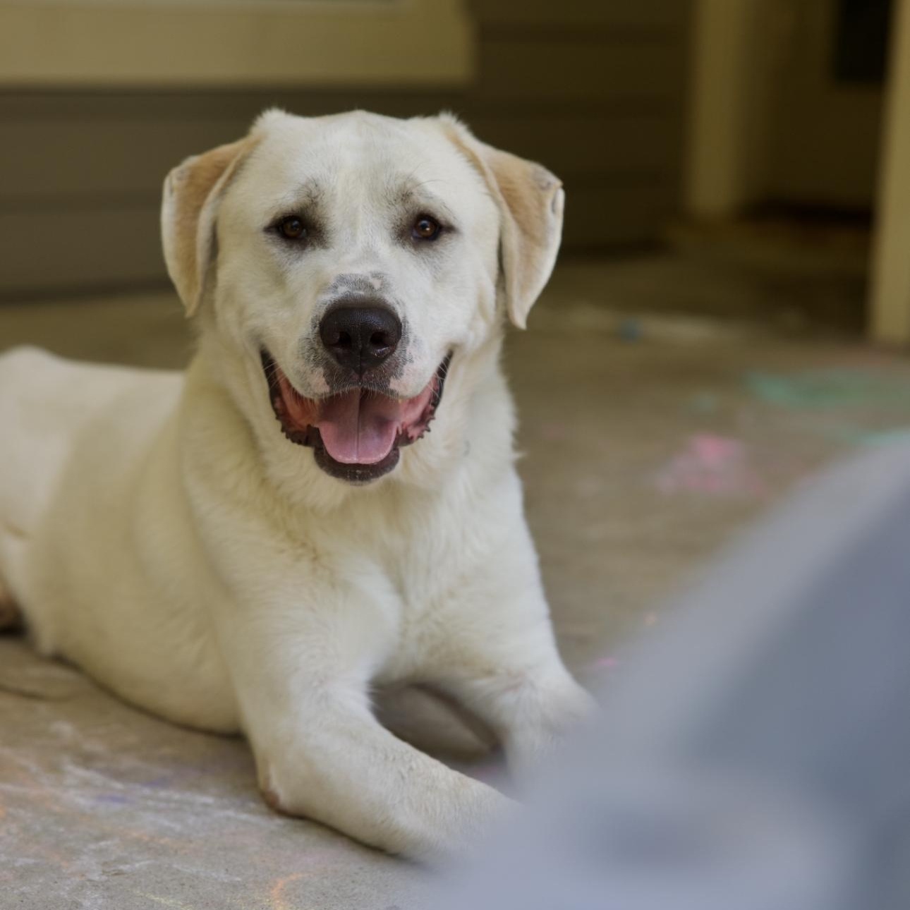 Enlarge Maverick, a Adopted mixed breed in magnolia, TX image 3/6