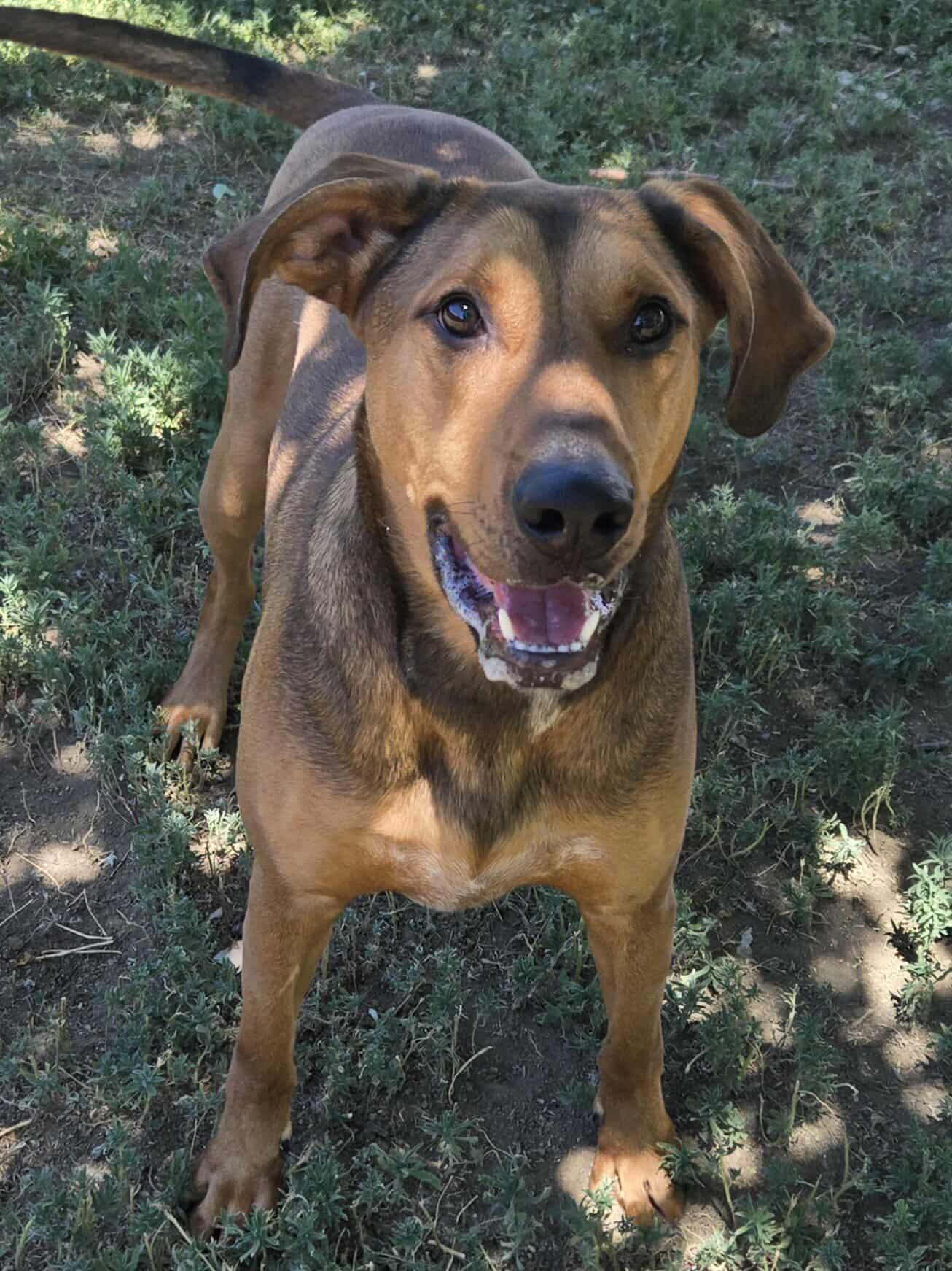Enlarge Bo, a Adoptable mixed breed in Canon City, CO image 1/1