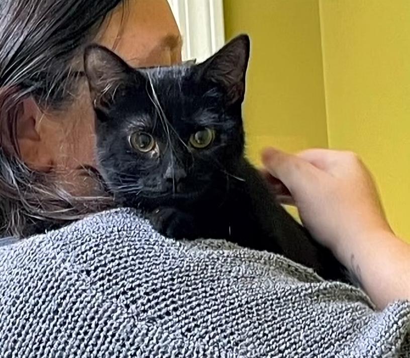 Enlarge Millie, a ADOPTABLE Domestic Short Hair in Columbia, KY image 2/4