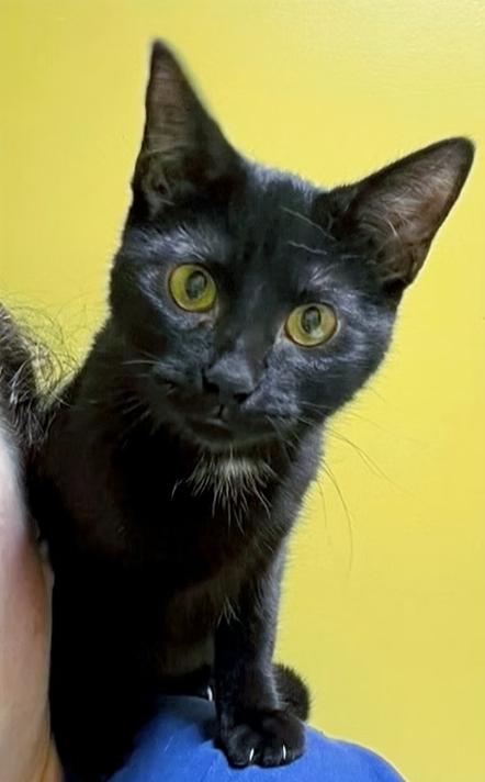 Millie, ADOPTABLE, Adult Female Domestic Short Hair.