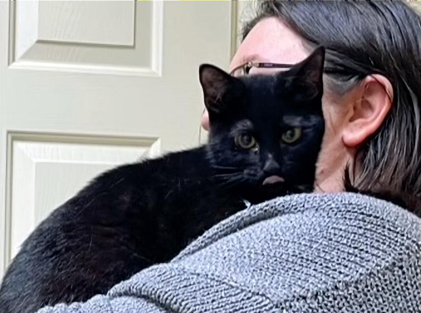 Enlarge Millie, a ADOPTABLE Domestic Short Hair in Columbia, KY image 4/4