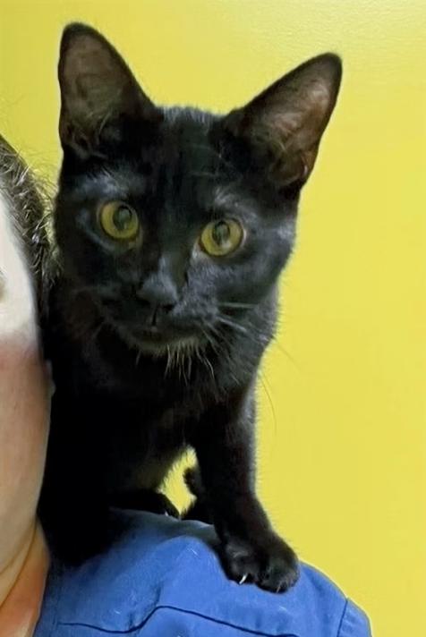 Enlarge Millie, a ADOPTABLE Domestic Short Hair in Columbia, KY image 3/4