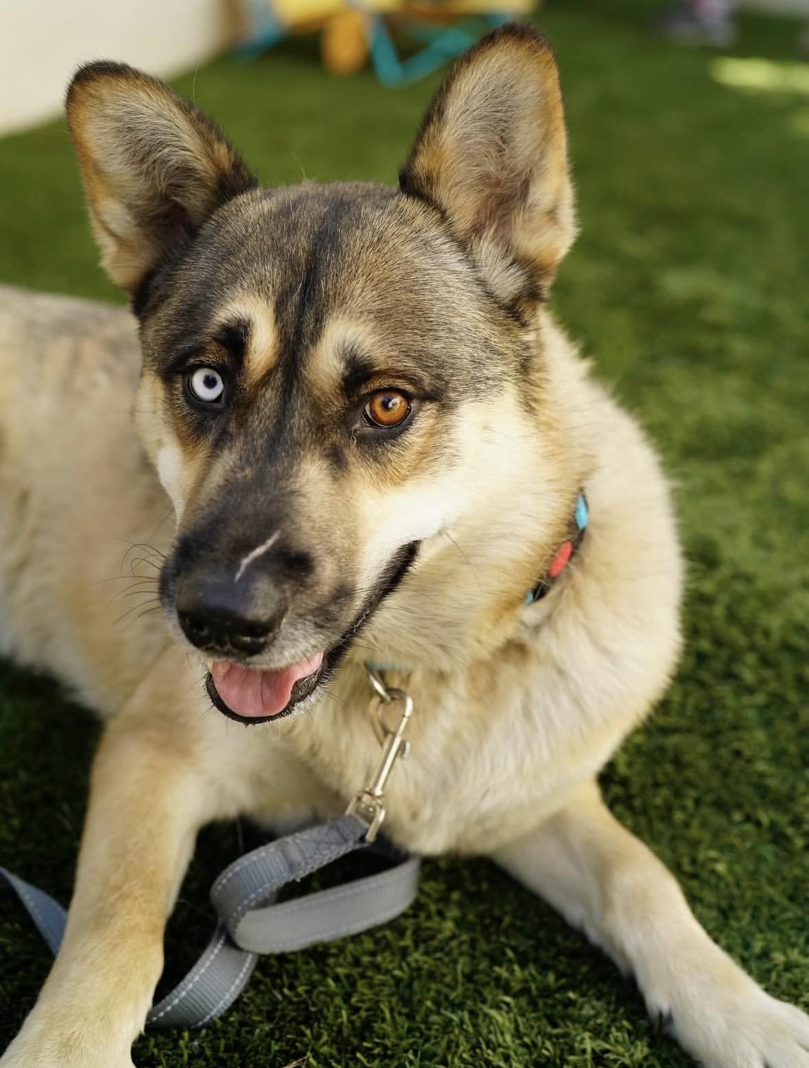 Enlarge Luke, a Adoptable mixed breed in Pasadena, CA image 1/4