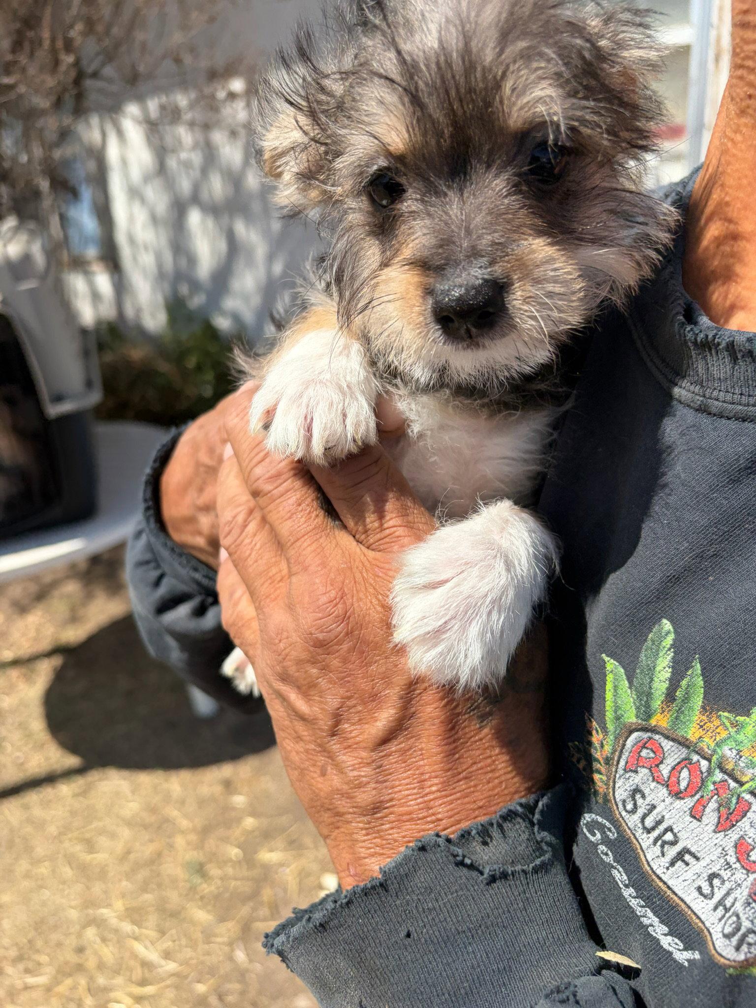 Miss Piggy, Adoptable, Puppy Female Dachshund & Terrier.