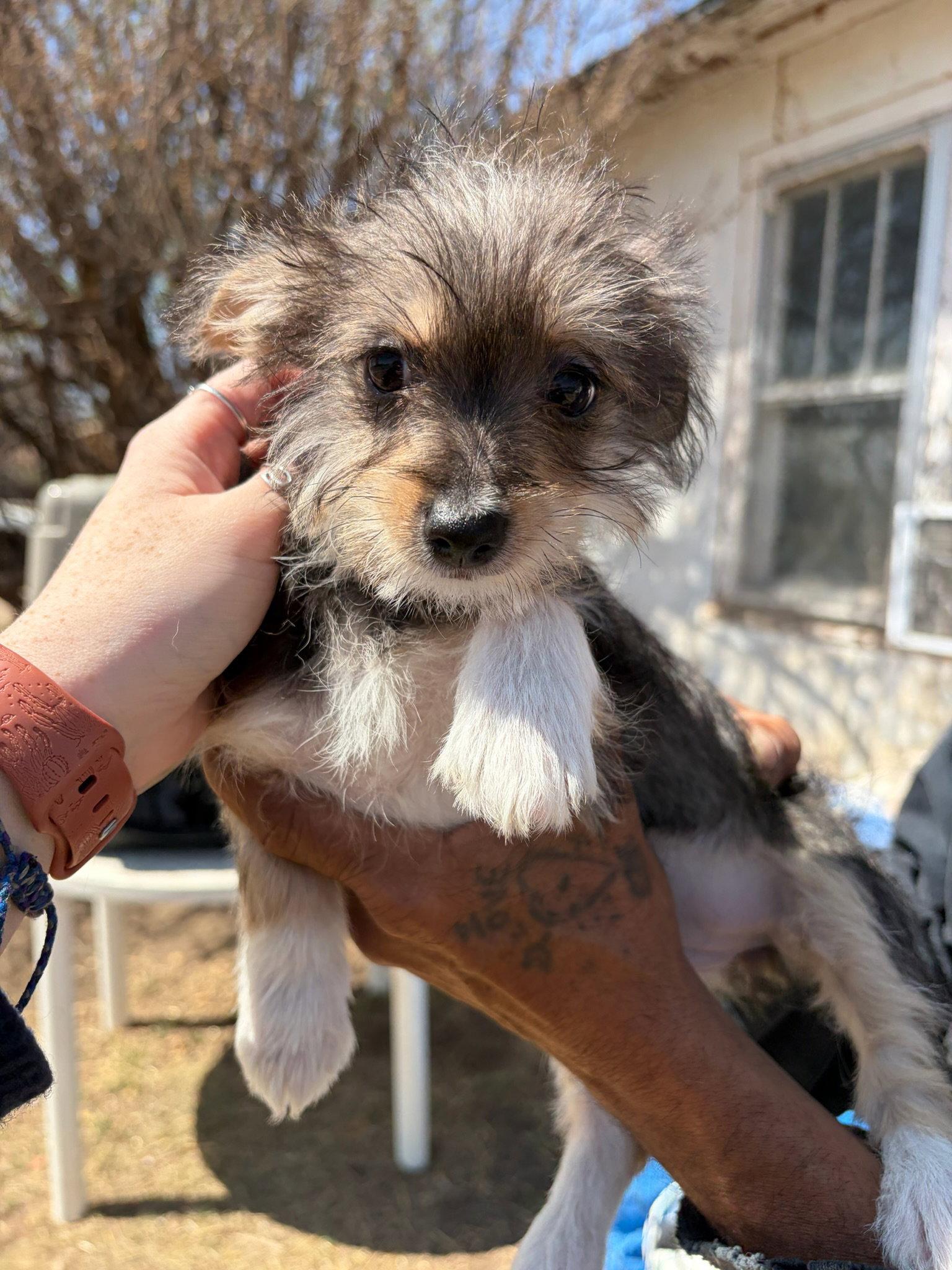 Enlarge Miss Piggy, a Adoptable mixed breed in Grafton, WI image 2/3