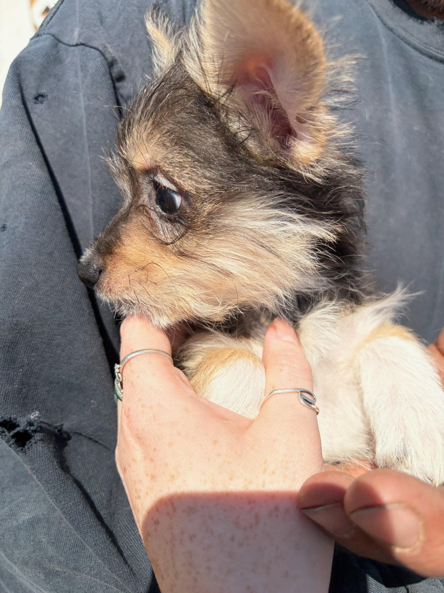 Enlarge Miss Piggy, a Adoptable mixed breed in Grafton, WI image 3/3